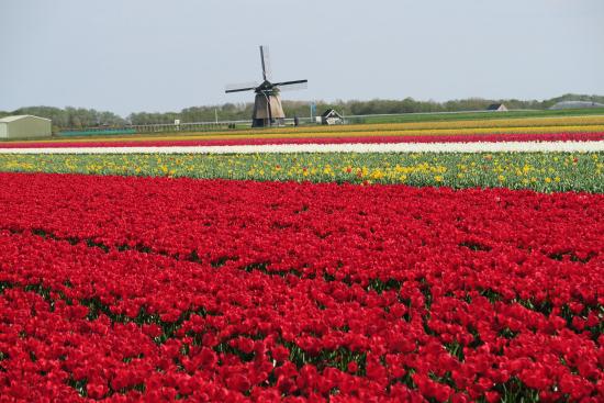Dutch Tulip Experience-5 Days - Full Board - Transport - Hotel - Holland